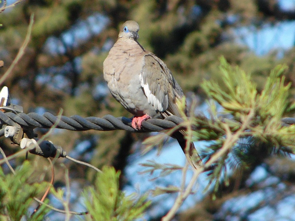 West Peruvian Dove - ML358656631