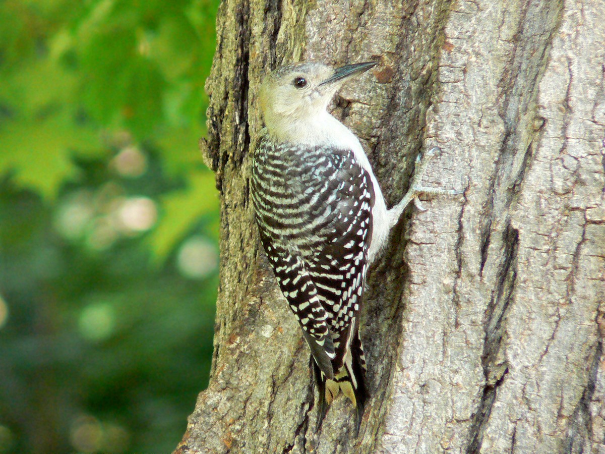 Red-bellied Woodpecker - ML358657501