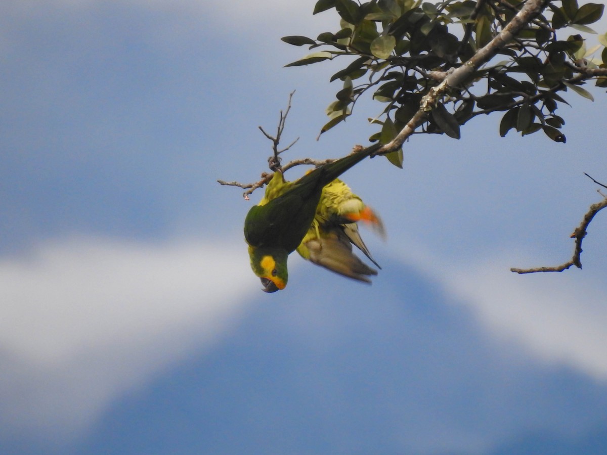 Yellow-eared Parrot - Jhon Velasquez