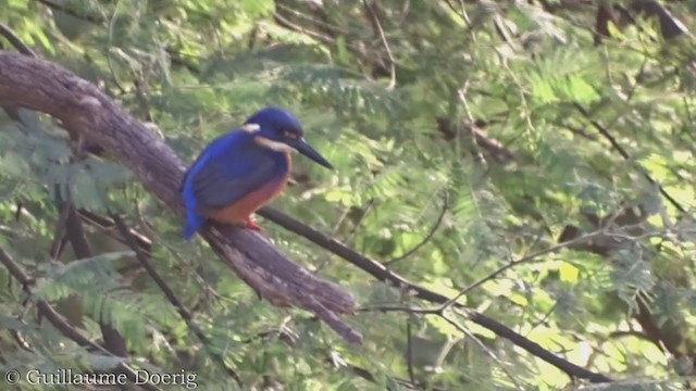 Martin-pêcheur à dos bleu - ML358659451