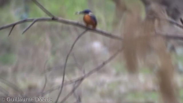 Azure Kingfisher - ML358659921