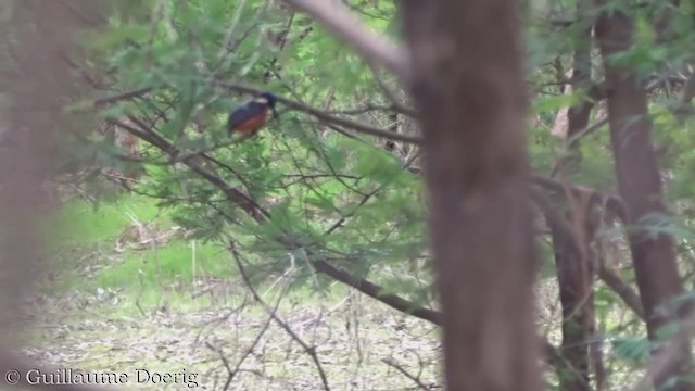 Azure Kingfisher - ML358660041