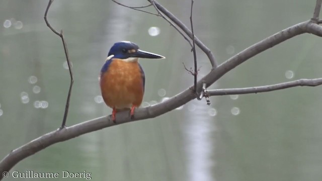 Azure Kingfisher - ML358660621