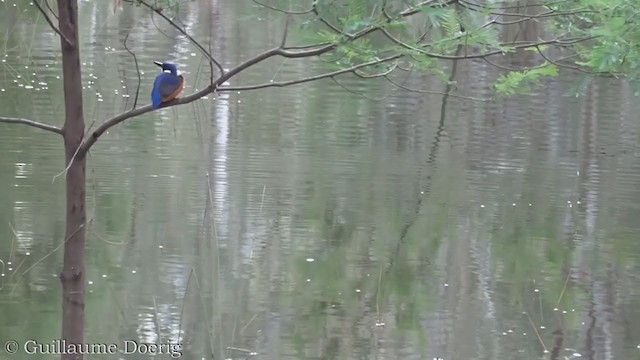 Martin-pêcheur à dos bleu - ML358660871