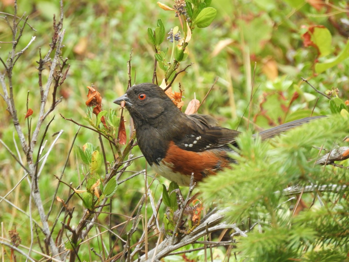 Spotted Towhee - Cliff Cordy