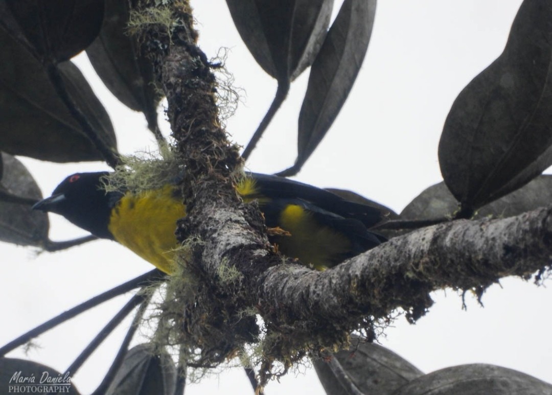 Hooded Mountain Tanager - ML358662021