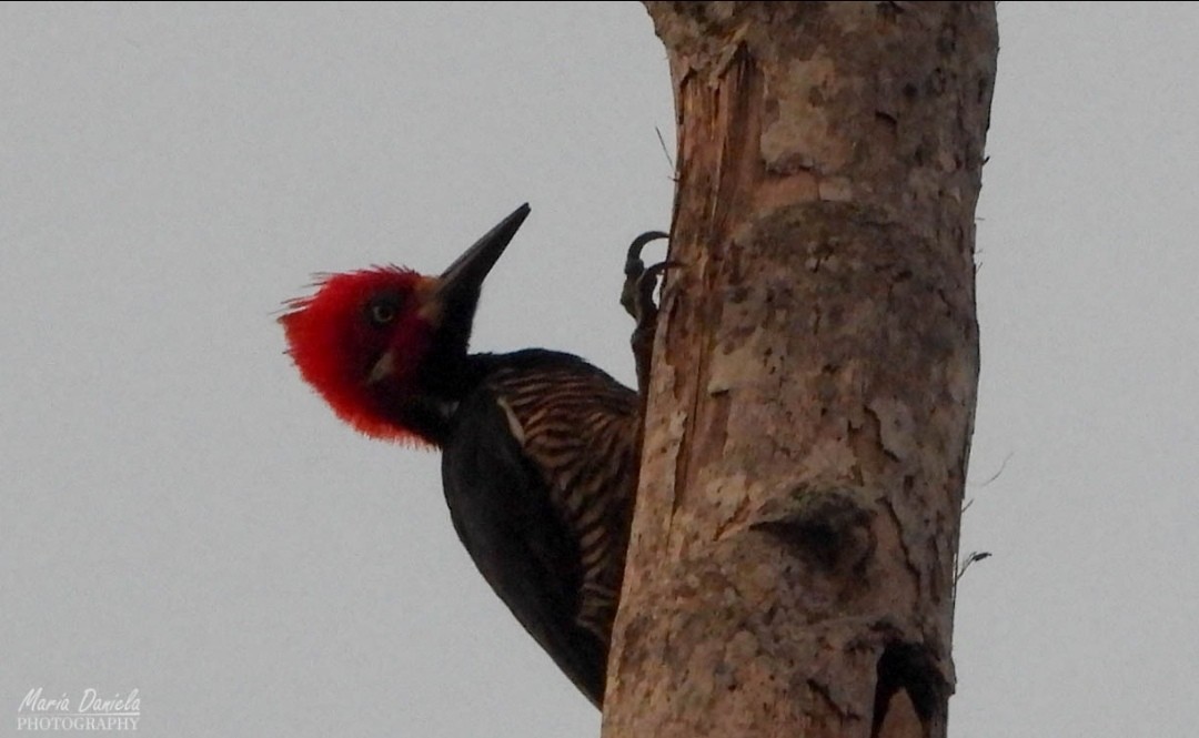 Crimson-crested Woodpecker - ML358662831