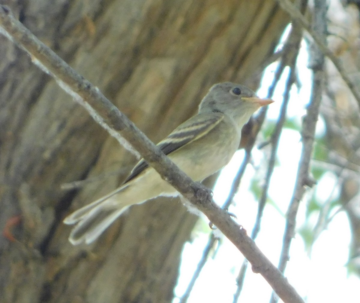 Willow Flycatcher (Southwestern) - ML358662851