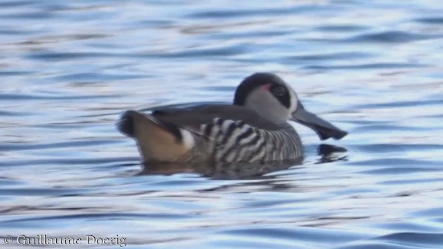 Pink-eared Duck - ML358663011