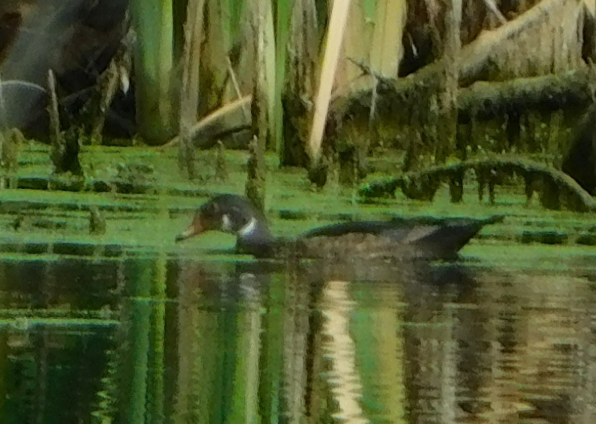 Wood Duck - ML358663481