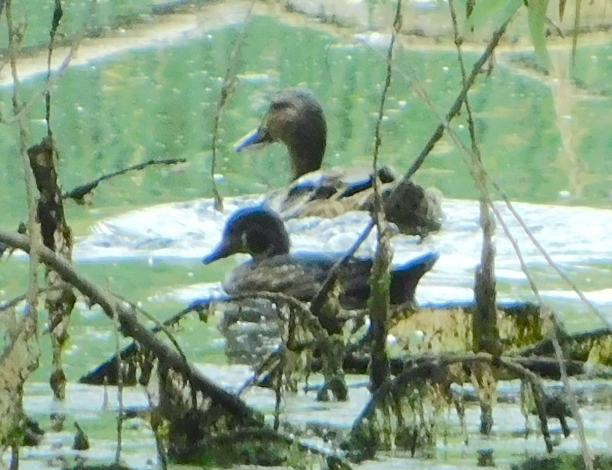 Wood Duck - ML358663511