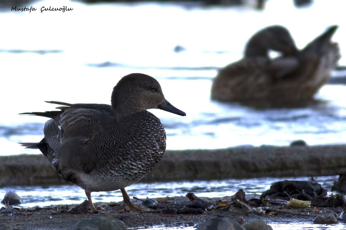 Gadwall - ML35866481