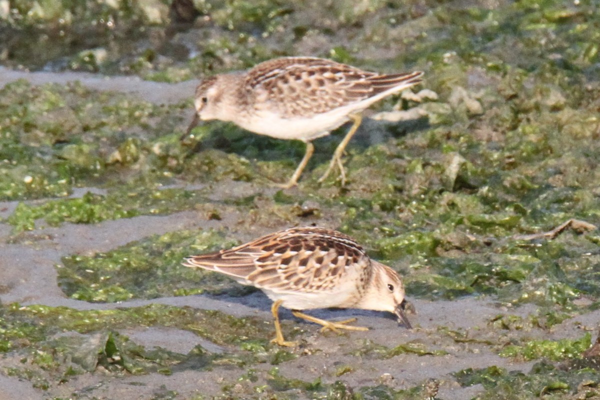 Wiesenstrandläufer - ML358664901