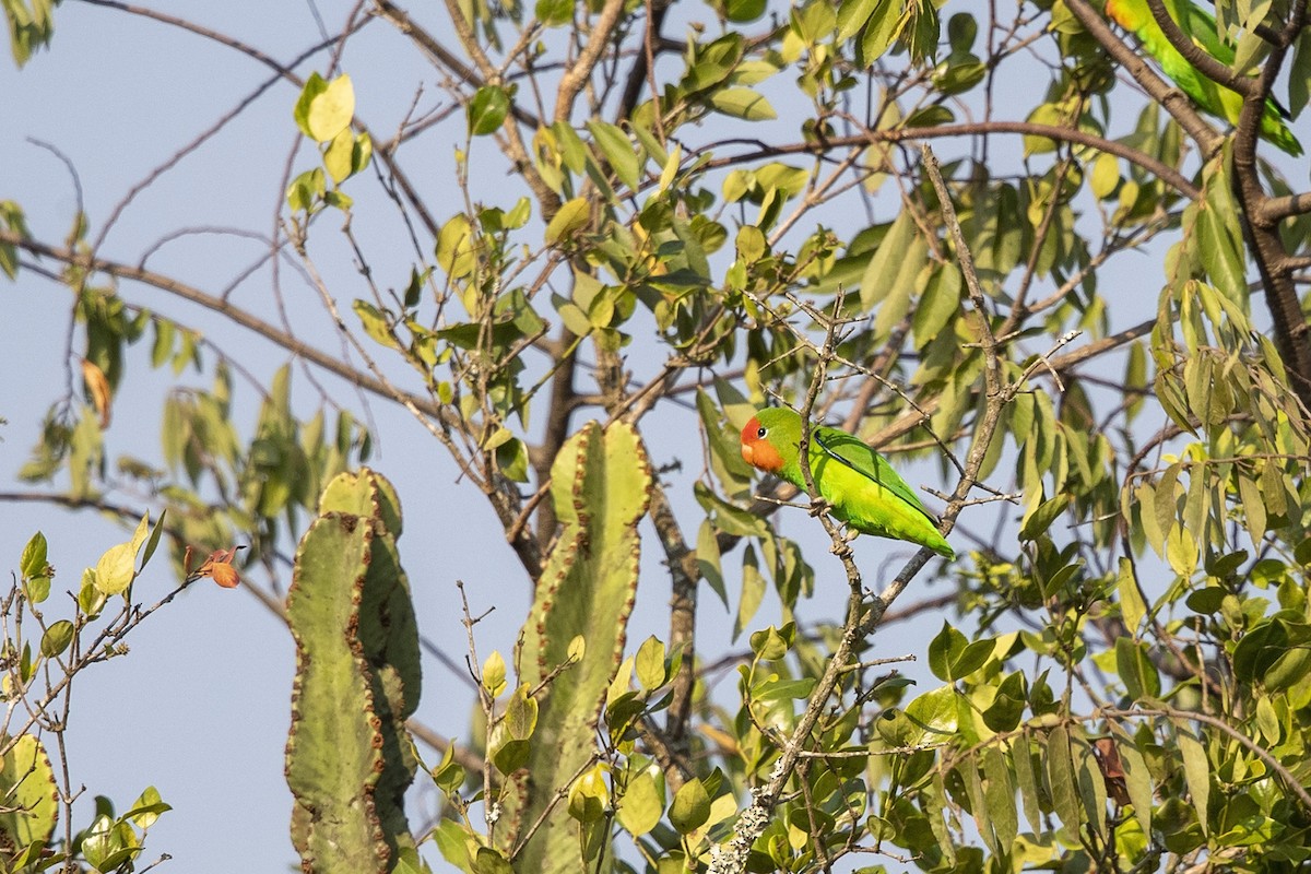 Red-headed Lovebird - ML358665601