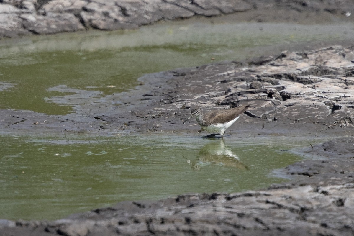 Green Sandpiper - ML358666291