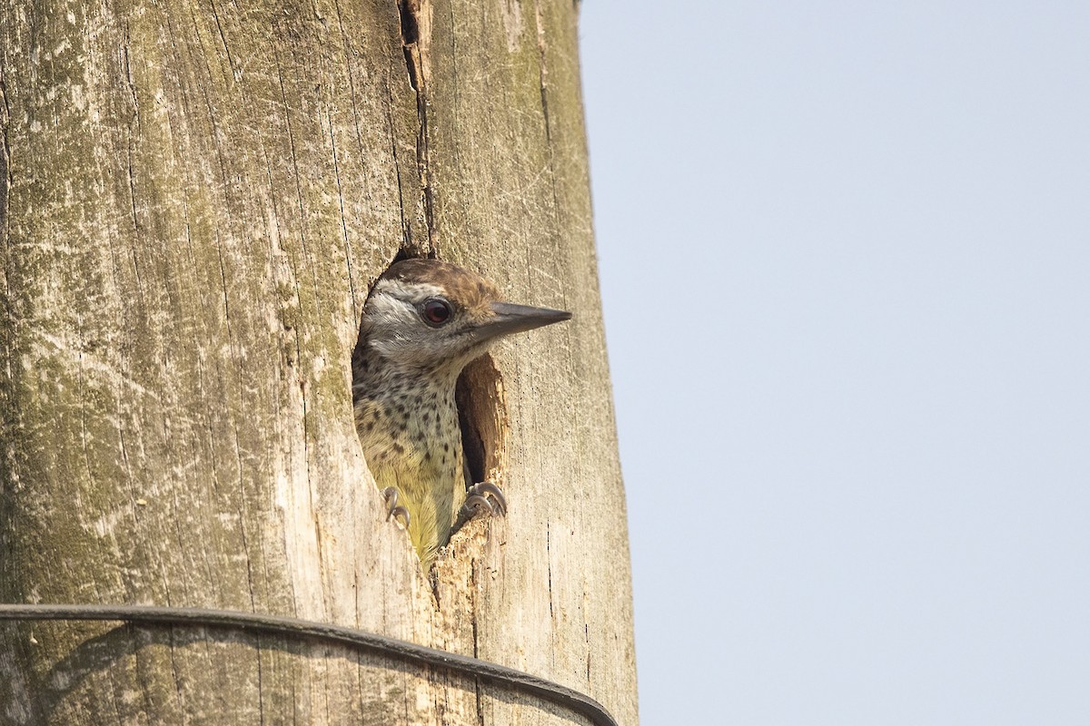 Speckle-breasted Woodpecker - ML358666941