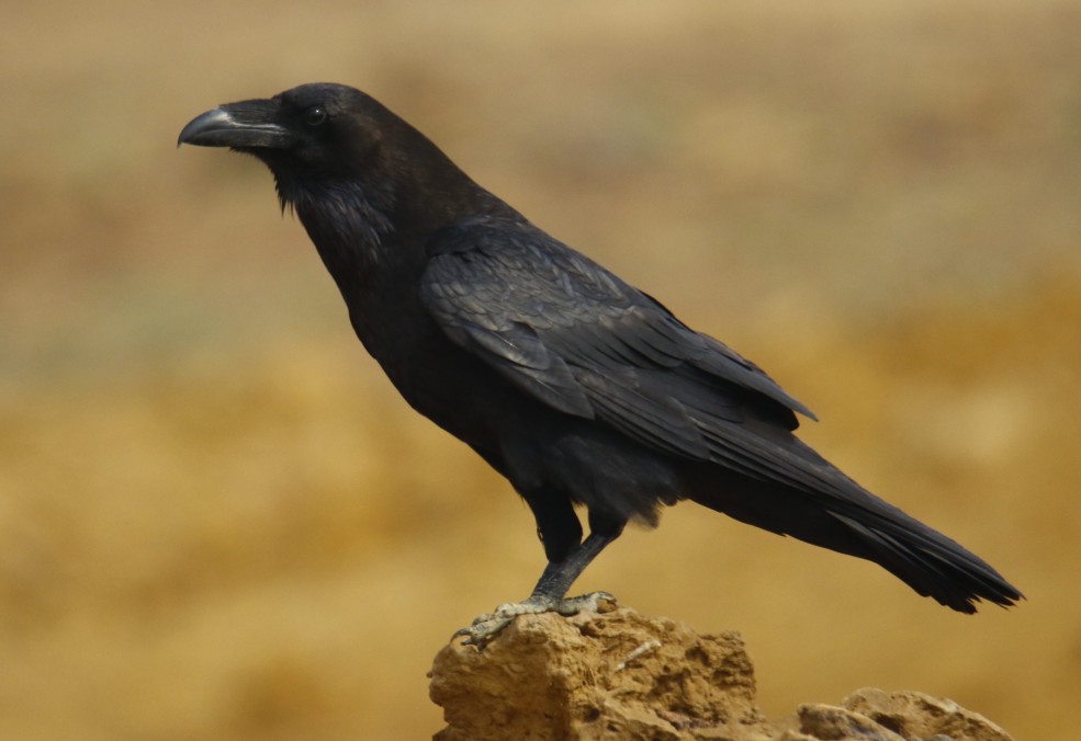Common Raven - ML358667121