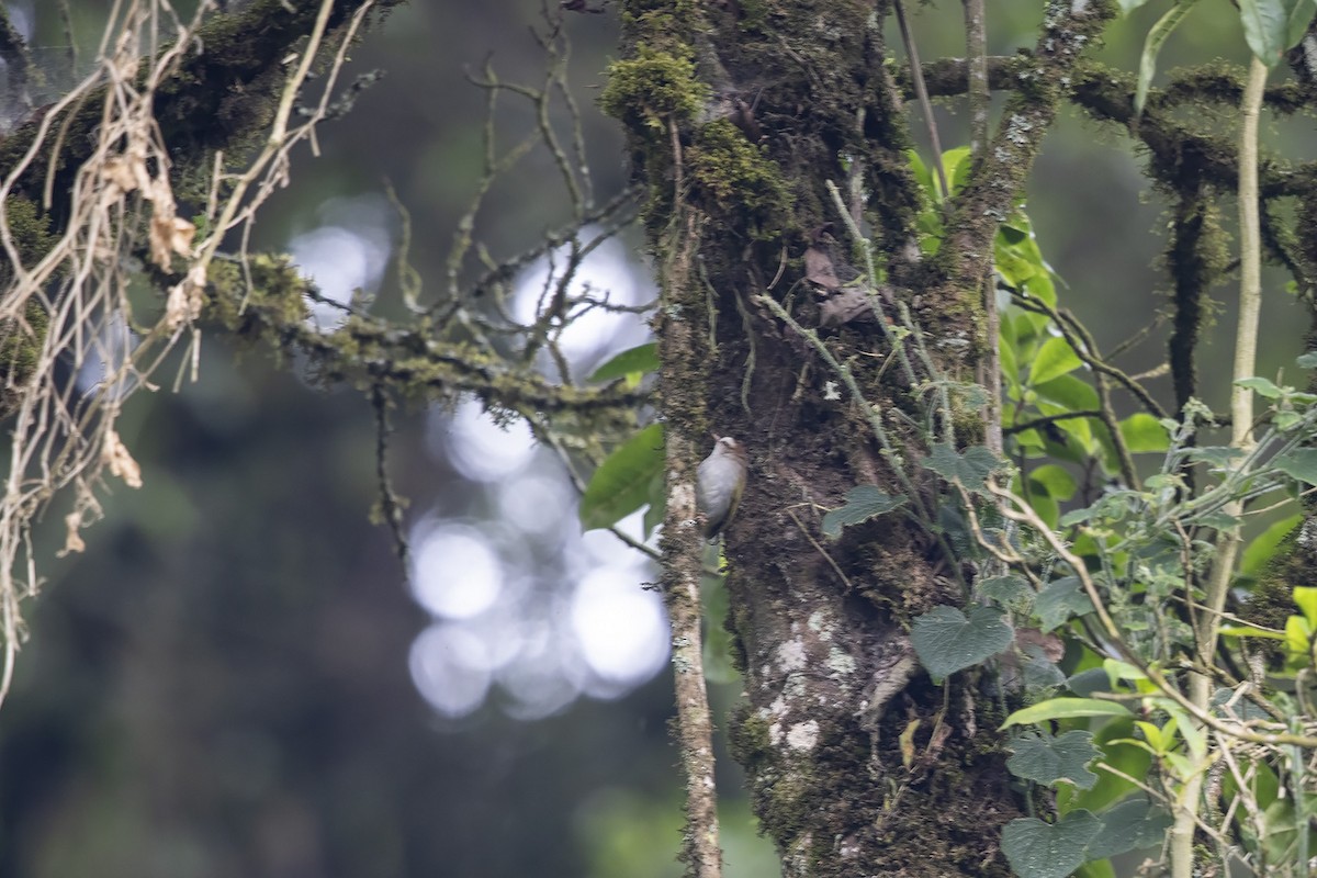 White-browed Crombec (White-browed) - Niall D Perrins