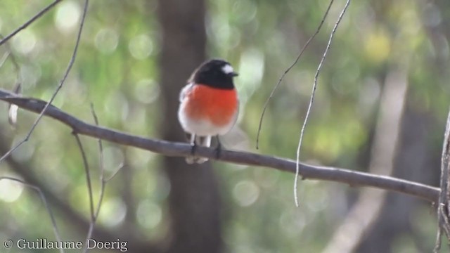 Scarlet Robin - ML358667961