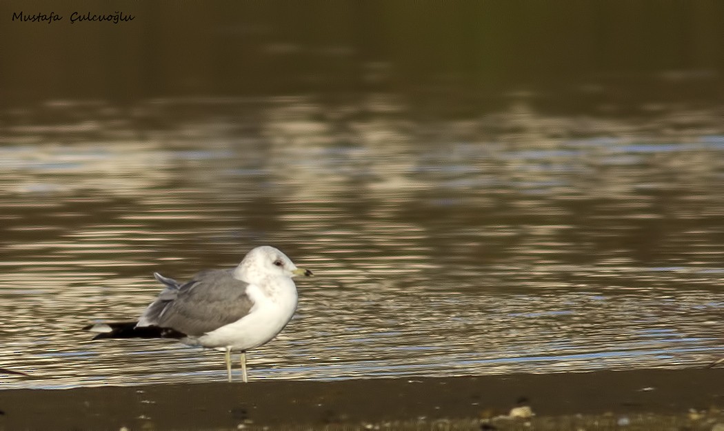 Common Gull - ML35866801