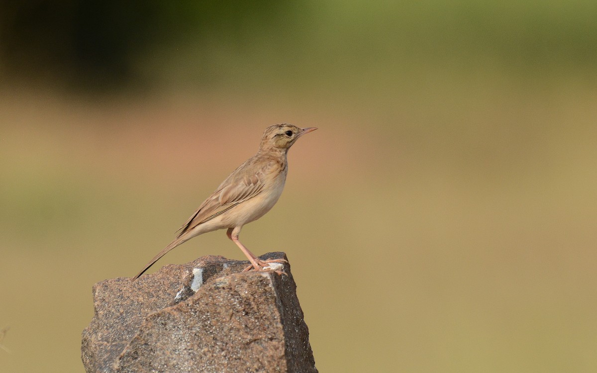 Pipit rousseline - ML358668251