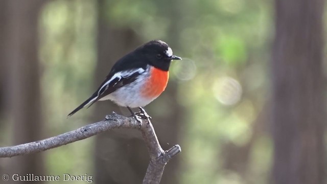 Scarlet Robin - ML358668391