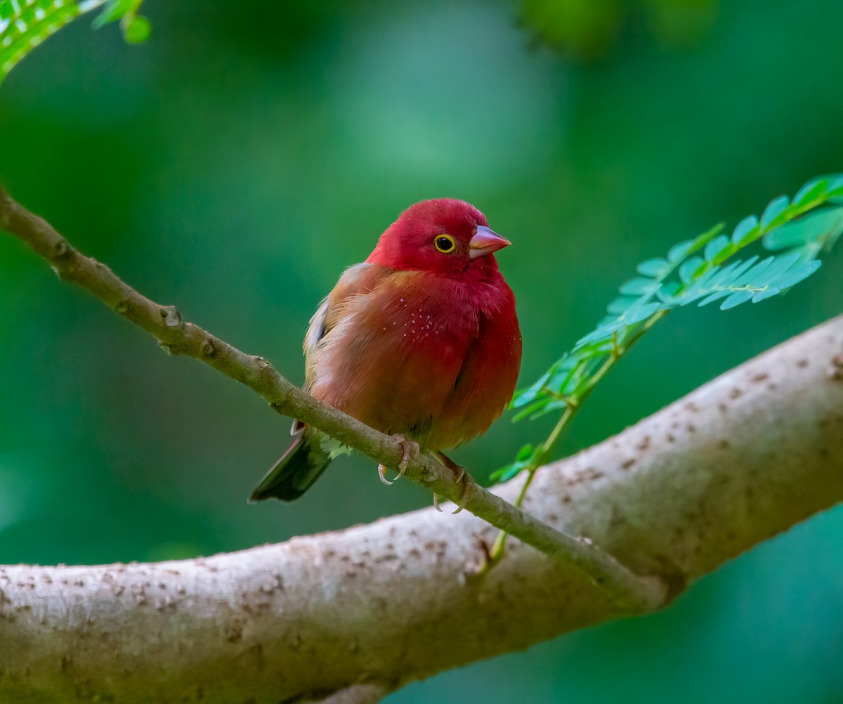 Red-billed Firefinch - Nick Hobgood