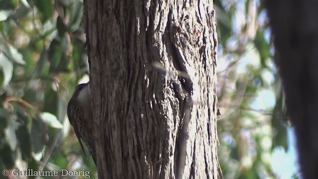 White-throated Treecreeper - ML358668781