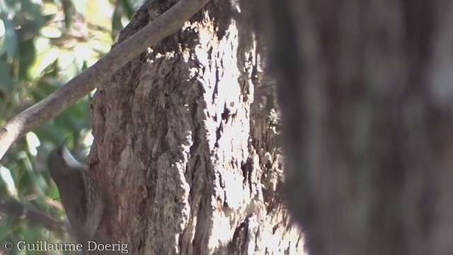 White-throated Treecreeper - ML358668921