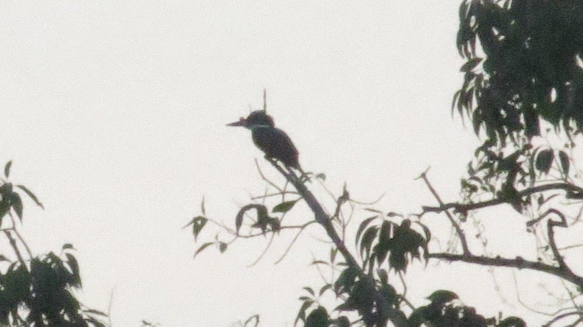 Ringed Kingfisher - ML35866901