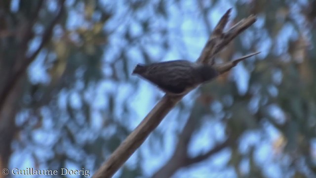 Varied Sittella - ML358669781