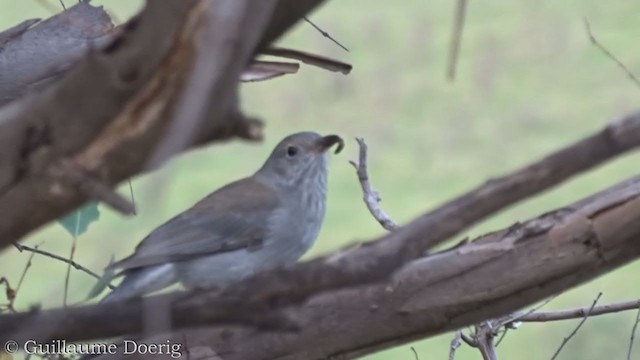 Gray Shrikethrush - ML358670201