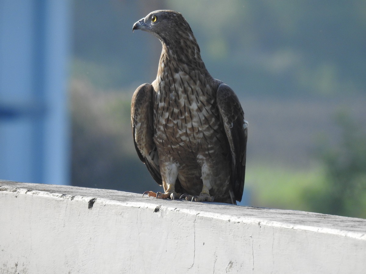 Oriental Honey-buzzard - ML358670241