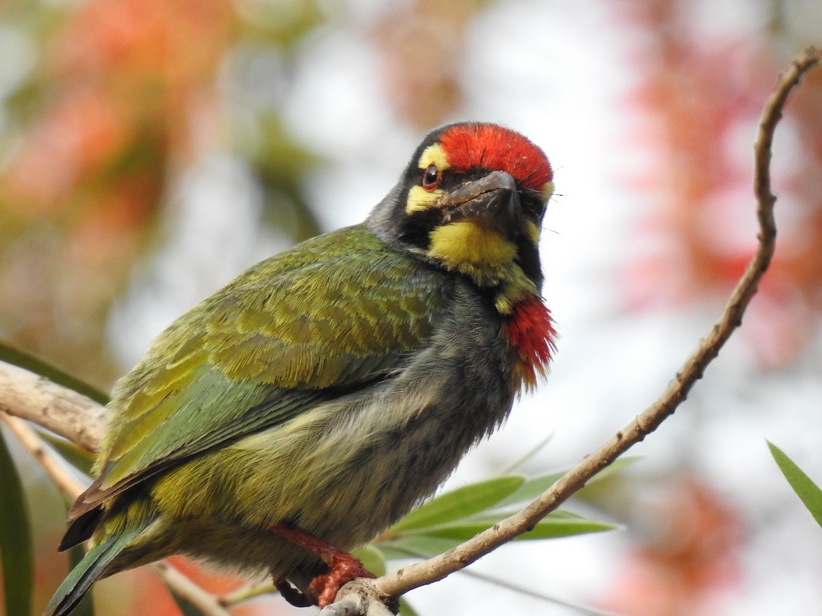 Coppersmith Barbet - ML358670271