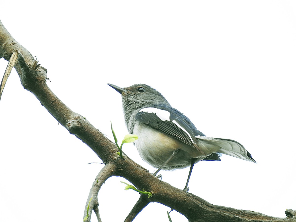 Oriental Magpie-Robin - ML358670341