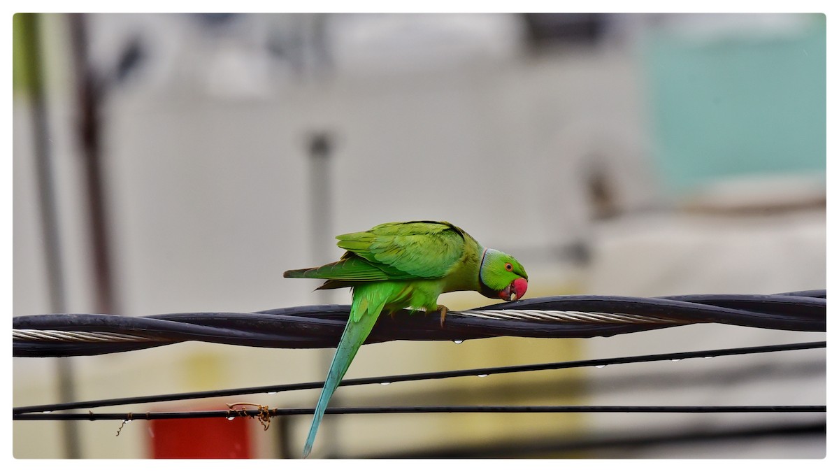 parakeet sp. - ML358670491
