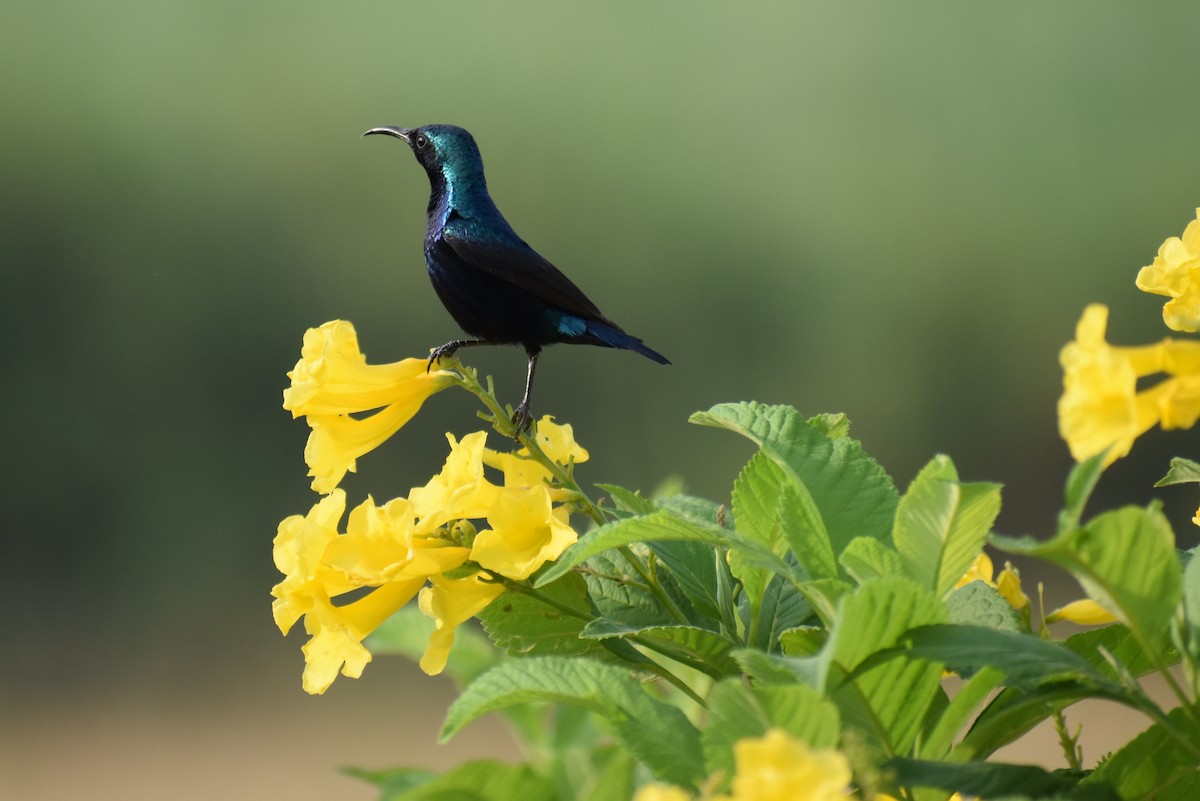 sunbird sp. - ML358670931