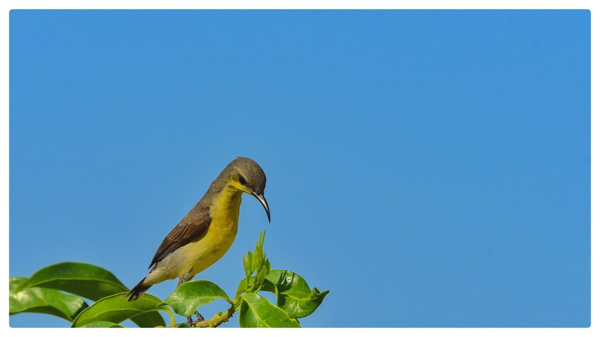 sunbird sp. - ML358671011