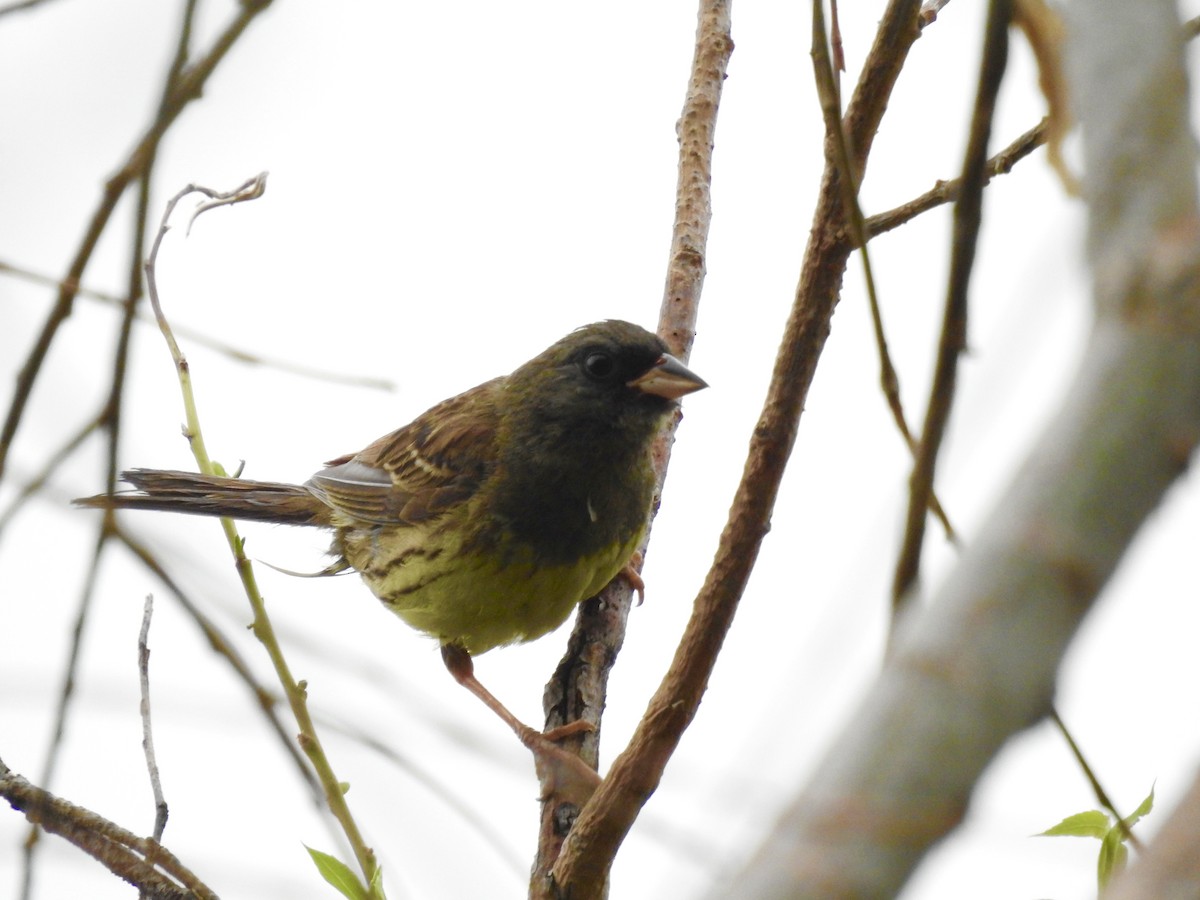 Black-faced Bunting - Wenyi Zhou