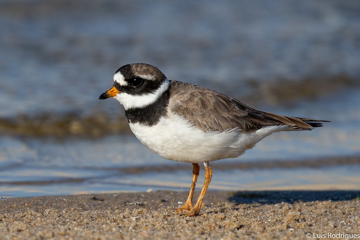 Common Ringed Plover - Luis Rodrigues