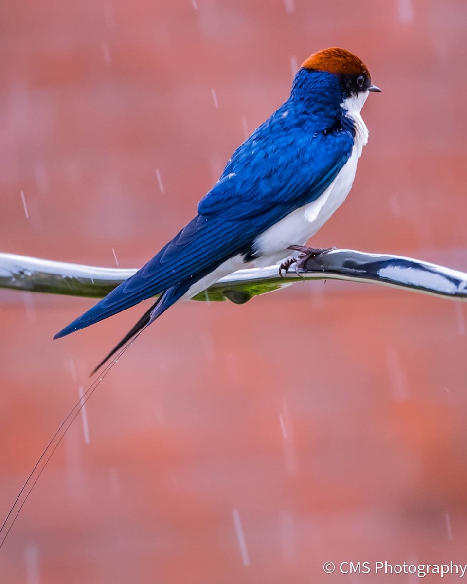 Wire-tailed Swallow - ML358672011