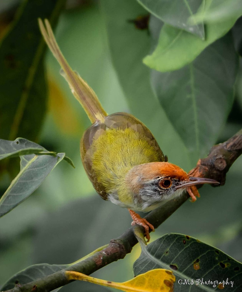 Common Tailorbird - ML358672031