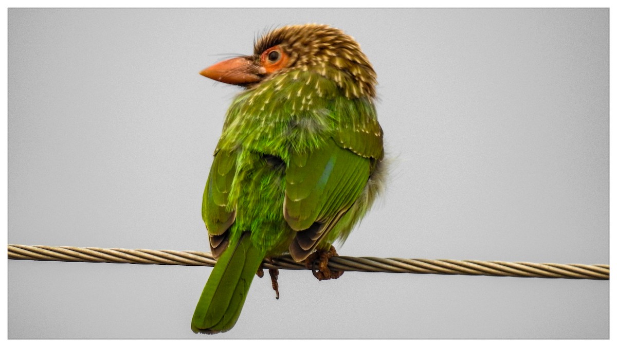 Brown-headed Barbet - ML358672241