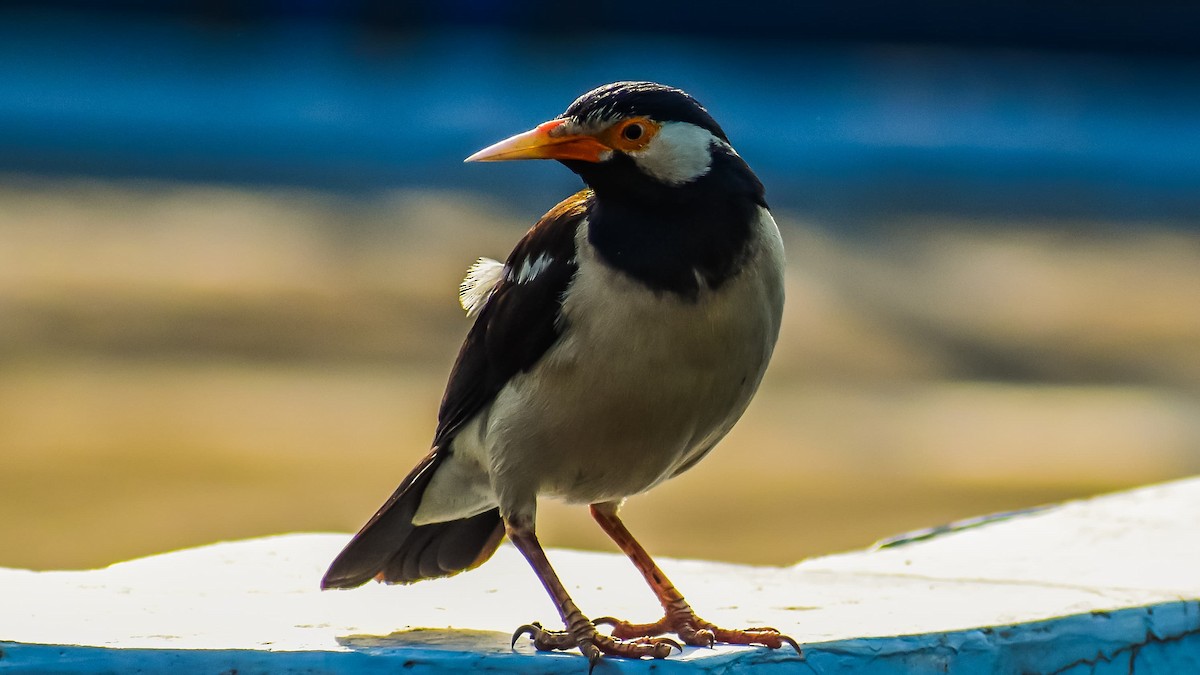 Indian Pied Starling - ML358672251