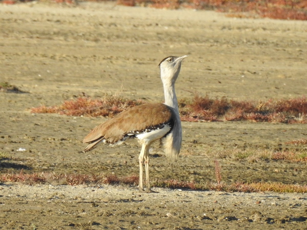 Australian Bustard - Brett Logan