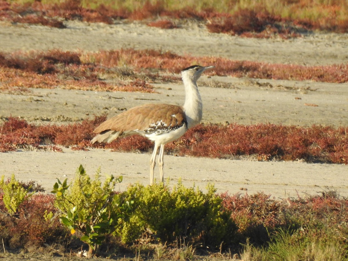 Australian Bustard - ML358672411