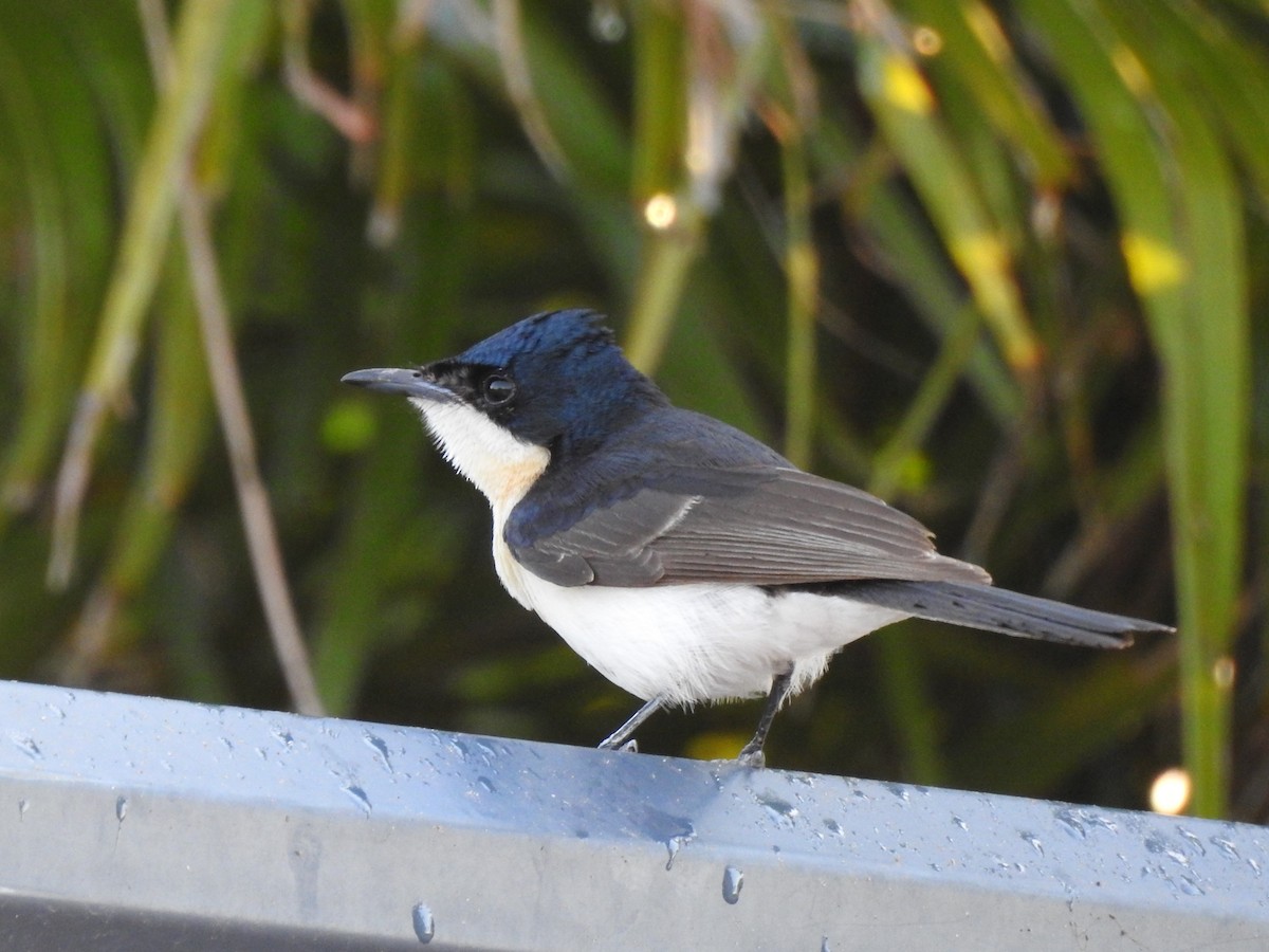 Paperbark Flycatcher - ML358672421