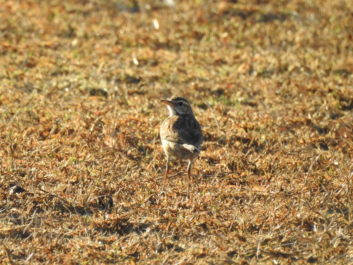 Australian Pipit - Brett Logan