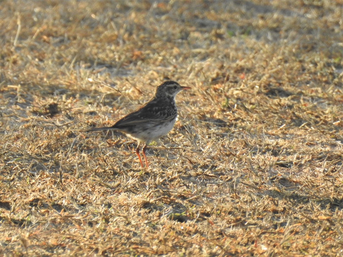 Australian Pipit - Brett Logan