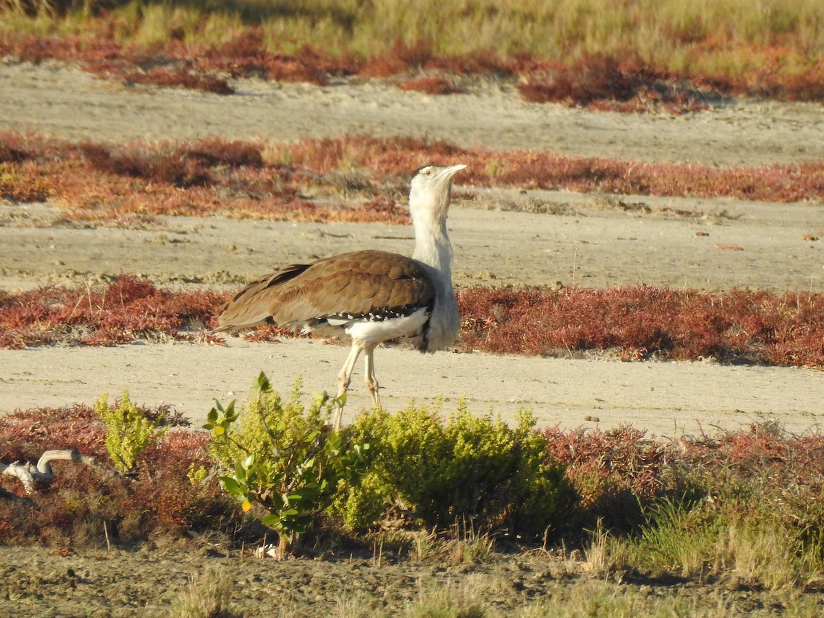 Australian Bustard - Brett Logan